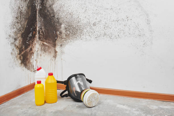 Winchester, IL Mold Remediation Company