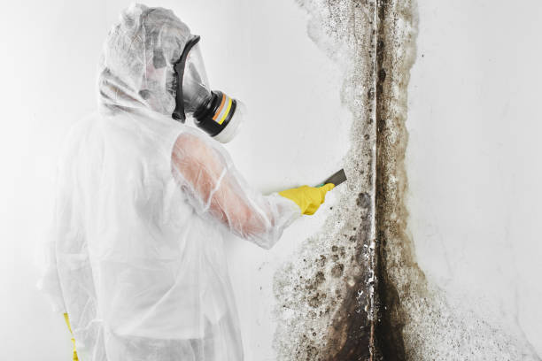 Best Residential Mold Remediation in Winchester, IL