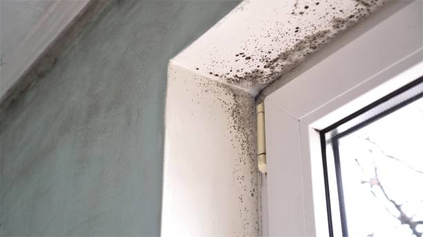 Best HVAC Mold Remediation in Winchester, IL