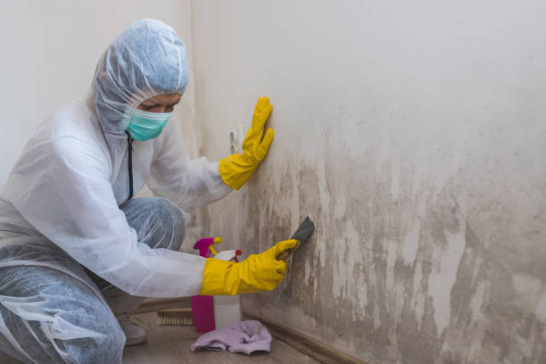 Best Attic Mold Remediation in Winchester, IL