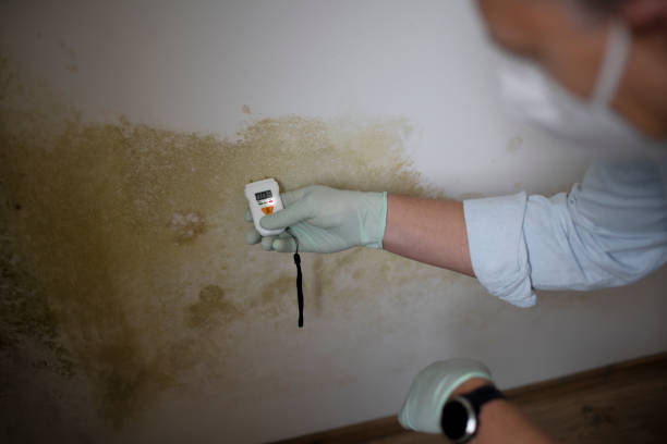 Best DIY Mold Remediation Support Services in Winchester, IL
