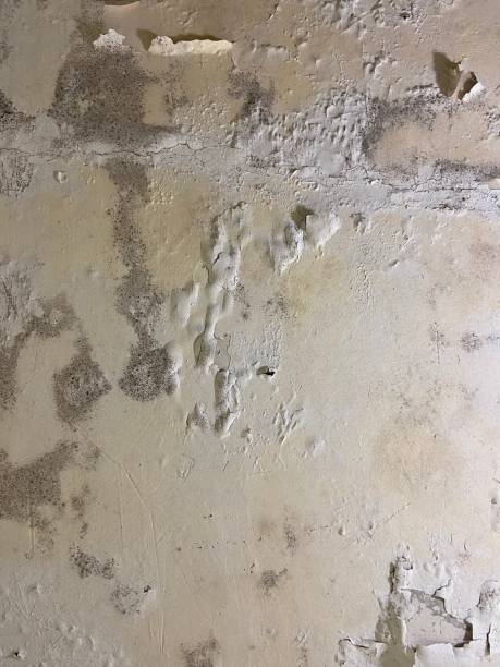 Best Residential Mold Remediation in Winchester, IL