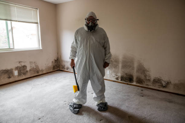 Best Emergency Mold Remediation in Winchester, IL