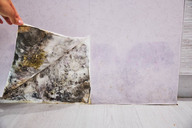 Best White Mold Remediation in Winchester, IL